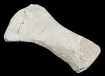 Mosasaur Paddle Bone - Cretaceous Apex Predator #3408-1